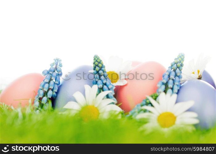 Colorful easter eggs in fresh spring green grass with flowers