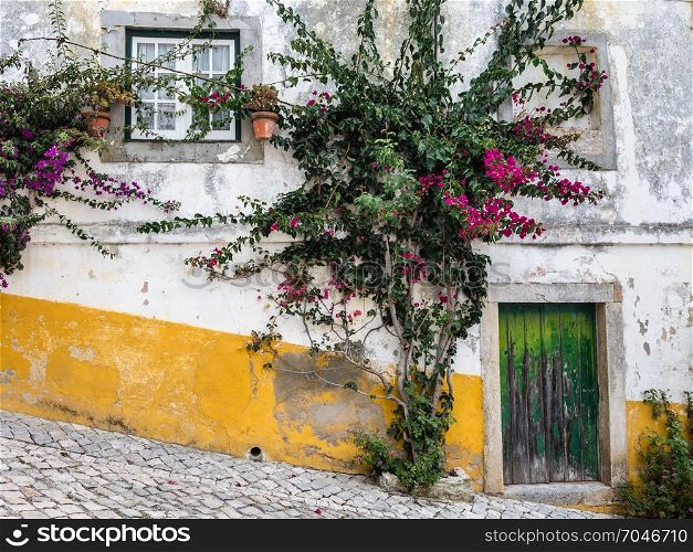 Colorful Facade and Small Bush in the Medieval Portuguese City of Obidos