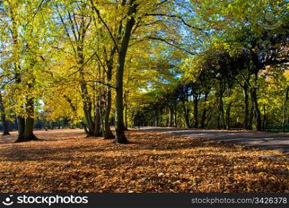 Colorful fall autumn park with falling leaves from trees