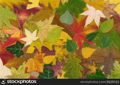 Colorful Fall background