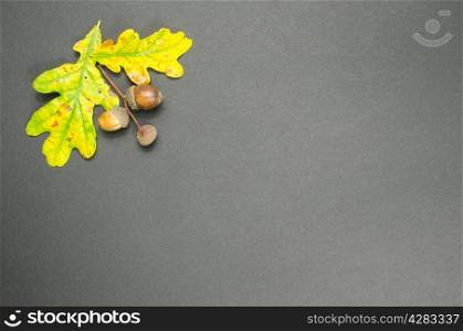 Colorful fall decoration with oak tree leaves and acorns at dark background
