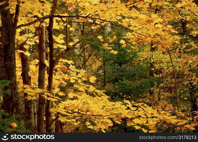 Colorful fall forest background with maples trees