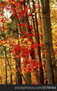 Colorful fall forest background with red maples leaves