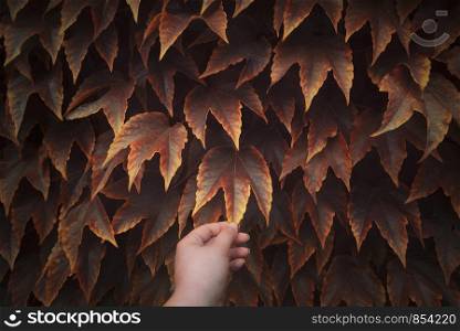 Colorful fall frame. Golden and red autumn leaves on a wall and a hand touching one leaf. Autumn colored ivy leaves background. Picking autumn leaf.