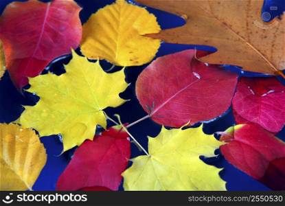 Colorful fall leaves floating in blue water