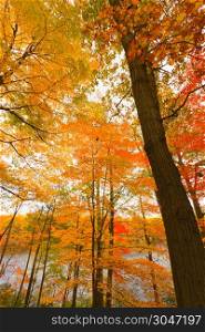 Colorful fall scenery landscapes.