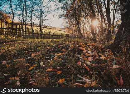 Colorful fallen leaves lie on the grass. Nature on the outskirts of the village.. Autumn nature