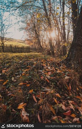Colorful fallen leaves lie on the grass. Nature on the outskirts of the village.. Autumn nature