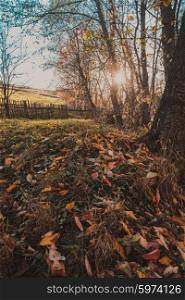 Colorful fallen leaves lie on the grass. Nature on the outskirts of the village.. Autumn nature