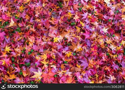 Colorful falling foliage in the garden, maple leaves natural color background banner for Autumn season, seasonal change, different and transition concept