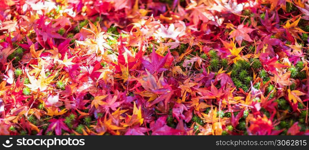 Colorful falling foliage in the garden, maple leaves natural color background banner for Autumn season, seasonal change, different and transition concept