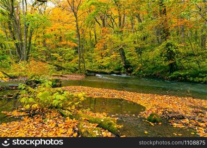 Colorful falling leaves covered the ground in the forest of autumn season that the Oirase Mountain Stream flow through at Oirase Valley in Towada Hachimantai National Park, Aomori Prefecture, Japan.