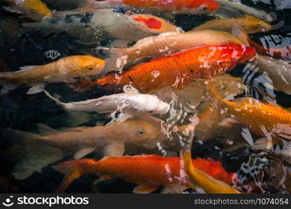 Colorful fancy carp fish