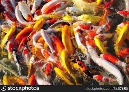 Colorful fancy carp in groups