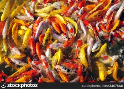 Colorful fancy carp in groups