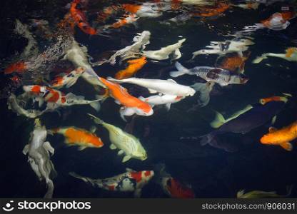 Colorful fancy koi fish on the surface water / beautiful fish carp swimming in the pond garden enjoy feed food floating