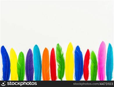 Colorful feathers isolated on white background. Minimal concept