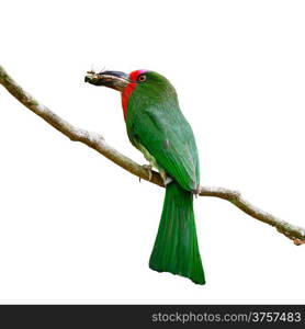 Colorful female Red-bearded Bee-eater bird (Nyctyornis amictus), standing on a branch, back profile, in the feeding season, isolated on a white background