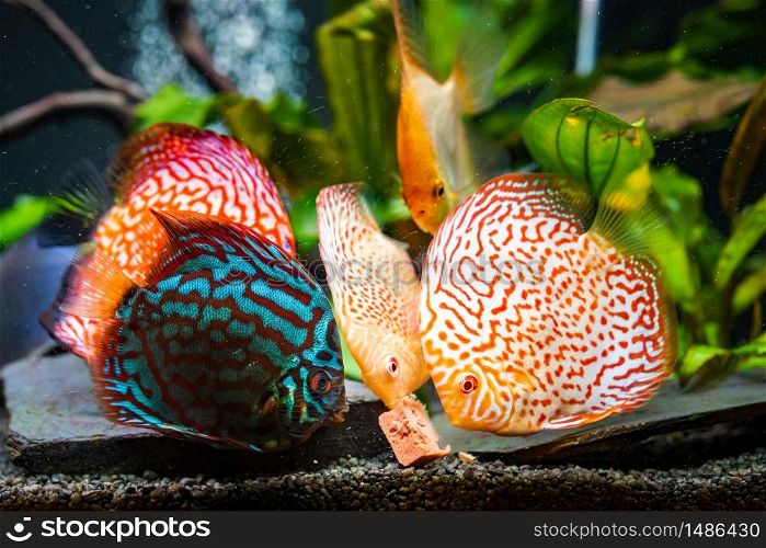 Colorful fish from the spieces Symphysodon discus and angelfish in aquarium feeding on cow heart meat cube.. Colorful fish from the spieces Symphysodon discus and angelfish in aquarium feeding on meat.