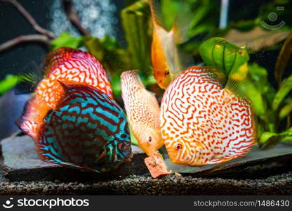 Colorful fish from the spieces Symphysodon discus and angelfish in aquarium feeding on cow heart meat cube.. Colorful fish from the spieces Symphysodon discus and angelfish in aquarium feeding on meat.