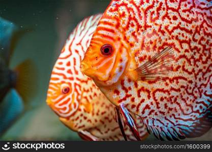 Colorful fish from the spieces Symphysodon discus in aquarium. Aquaristic theme.. Colorful fish from the spieces Symphysodon discus in aquarium.