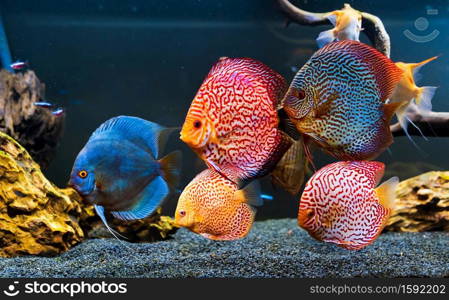 Colorful fish from the spieces Symphysodon discus in aquarium. Closeup of adult fish. Colorful fish from the spieces Symphysodon discus in aquarium.