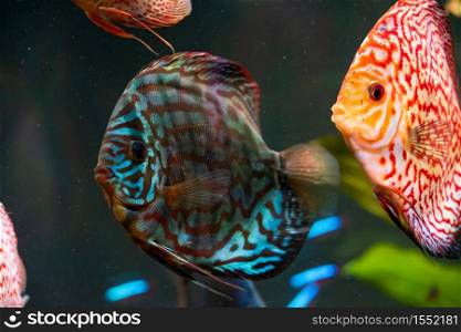 Colorful fish from the spieces Symphysodon discus in aquarium. Closeup, selective focus.. Colorful fish from the spieces Symphysodon discus in aquarium.