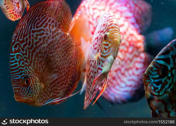 Colorful fish from the spieces Symphysodon discus in aquarium. Closeup, selective focus.. Colorful fish from the spieces Symphysodon discus in aquarium.