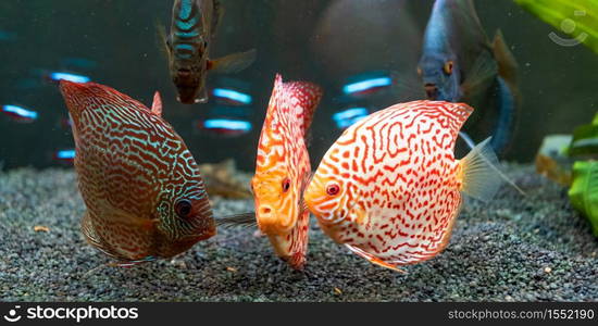 Colorful fish from the spieces Symphysodon discus in aquarium. Closeup, selective focus.. Colorful fish from the spieces Symphysodon discus in aquarium.