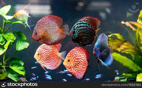 Colorful fish from the spieces Symphysodon discus in aquarium. Closeup, selective focus.. Colorful fish from the spieces Symphysodon discus in aquarium.