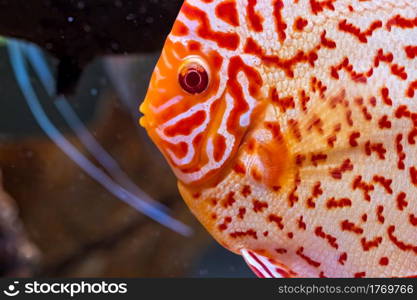 Colorful fish from the spieces Symphysodon discus in aquarium. Closeup, selective focus.. Colorful fish from the spieces Symphysodon discus in aquarium.