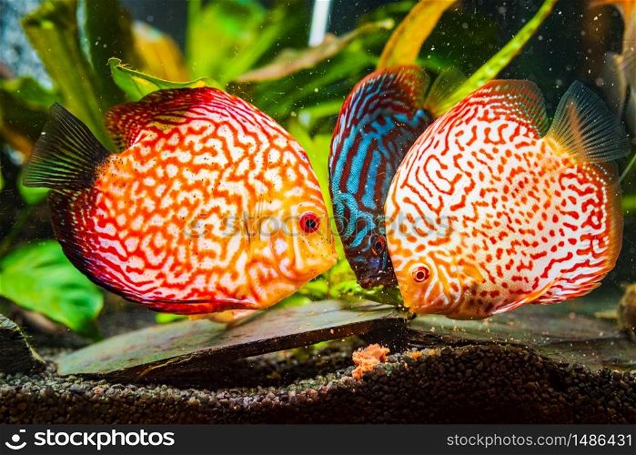 Colorful fish from the spieces Symphysodon discus in aquarium feeding on cow heart meat cube.. Colorful fish from the spieces Symphysodon discus in aquarium feeding on meat.