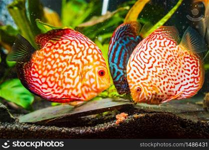 Colorful fish from the spieces Symphysodon discus in aquarium feeding on cow heart meat cube.. Colorful fish from the spieces Symphysodon discus in aquarium feeding on meat.