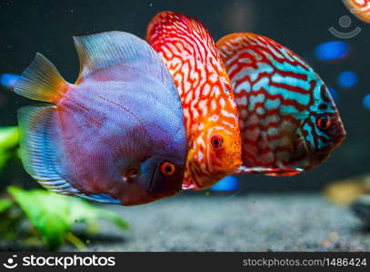 Colorful fish from the spieces Symphysodon discus in aquarium. Freshwater aquaria concept. Colorful fish from the spieces Symphysodon discus in aquarium.