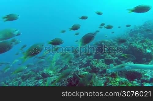 Colorful Fish Swim By A Coral Reef