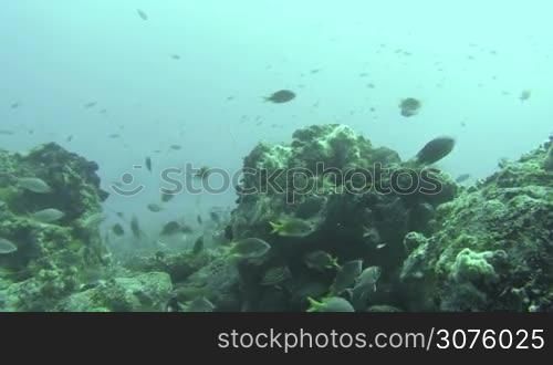 Colorful Fish Swim By A Coral Reef