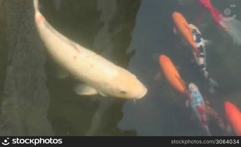 colorful fish swim in the pool