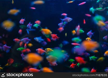 Colorful fish variety in aquarium closeup, pet store, nobody. Equipment in petshop, accessories. Colorful fish variety in aquarium, pet store
