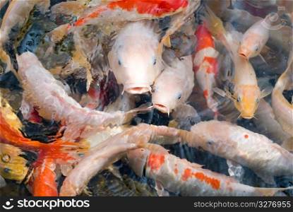 colorful fishes in transparent water, Japanese carp swimming.