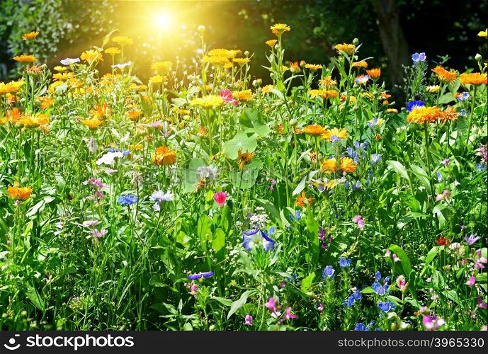 Colorful flower bed in the park. Dawn.