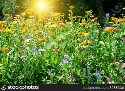 Colorful flower bed in the park. Dawn.