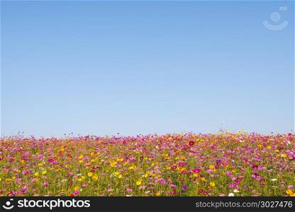 Colorful flower field with blue sky background. Natural, travel,. Colorful flower field with blue sky background. Natural, travel, environment background concept.