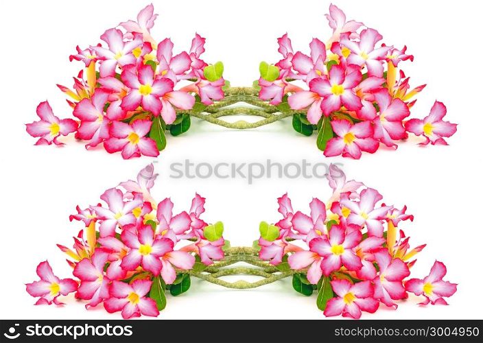 Colorful flower, Impala Lily, a beautiful red flower, isolated on a white background