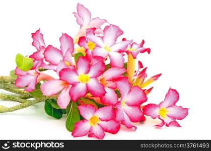 Colorful flower, Impala Lily, a beautiful red flower isolated on a white background