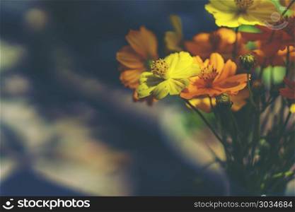 colorful flower on tropical tree in Thailand, natural scene in A. Still life with huge bunch of autumn flowers and roses and fruits. Still life with huge bunch of autumn flowers and roses and fruits