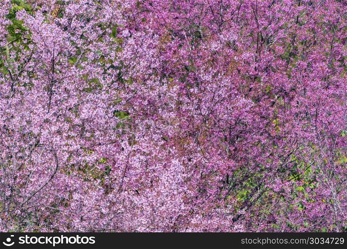 colorful flower on tropical tree in Thailand, natural scene in A. colorful color of flower tree in wild forest. colorful color of flower tree in wild forest