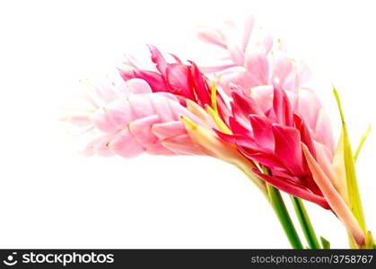 Colorful flower, Red Ginger or Ostrich Plume (Alpinia purpurata), in red and pink form, isolated on a white background