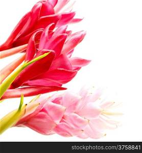 Colorful flower, Red Ginger or Ostrich Plume (Alpinia purpurata), in red and pink form, isolated on a white background