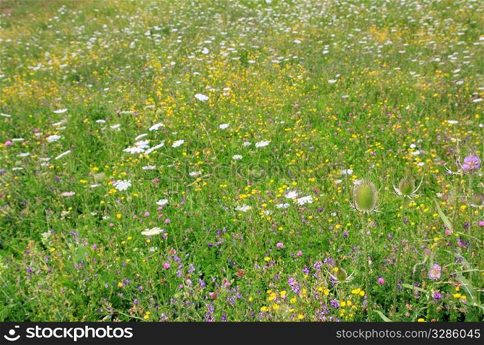colorful flower spring meadow focus on foreground thistle