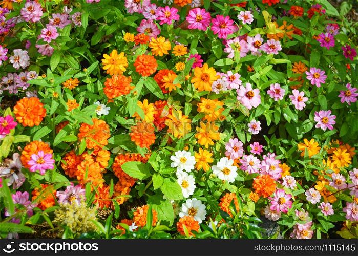 Colorful flower texture background blooming pink orange yellow and white flowers and green leaf in nature beautiful garden spring summer